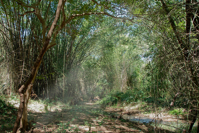 Maredumilli Bamboo forest