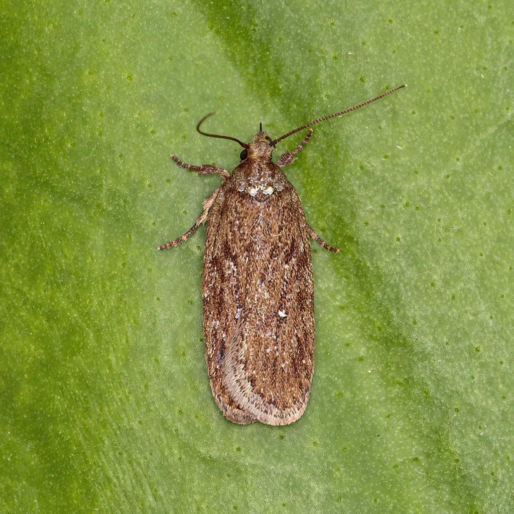 32.046 Depressaria olerella, Drumchork, Highland