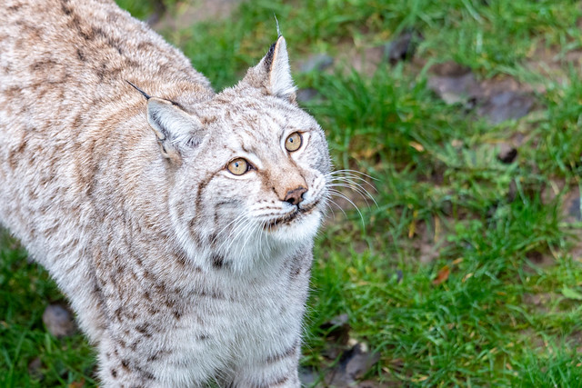 Euraziatische lynx (Lynx lynx) | GaiaZoo Kerkrade