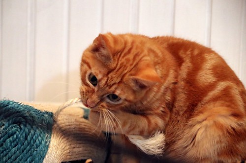 Mushu, gatito rubio guapo y muy sociable esterilizado, nacido en Septiembre´22, en adopción. Valencia. ADOPTADO. 52676784154_f18afcc9a0