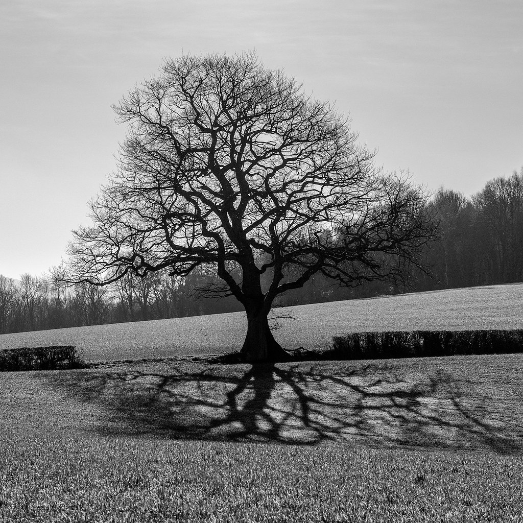 A black-and-white photo of an oak tree with no leaves. The sun is behind it, making it a silhouette, and casting its shadow on the crops of a field between us and it.