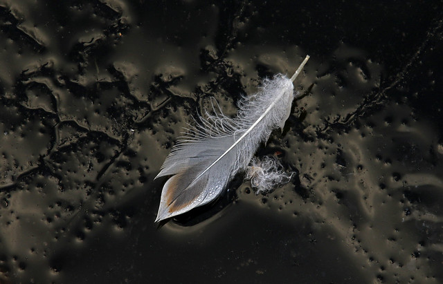 Feather On Ice
