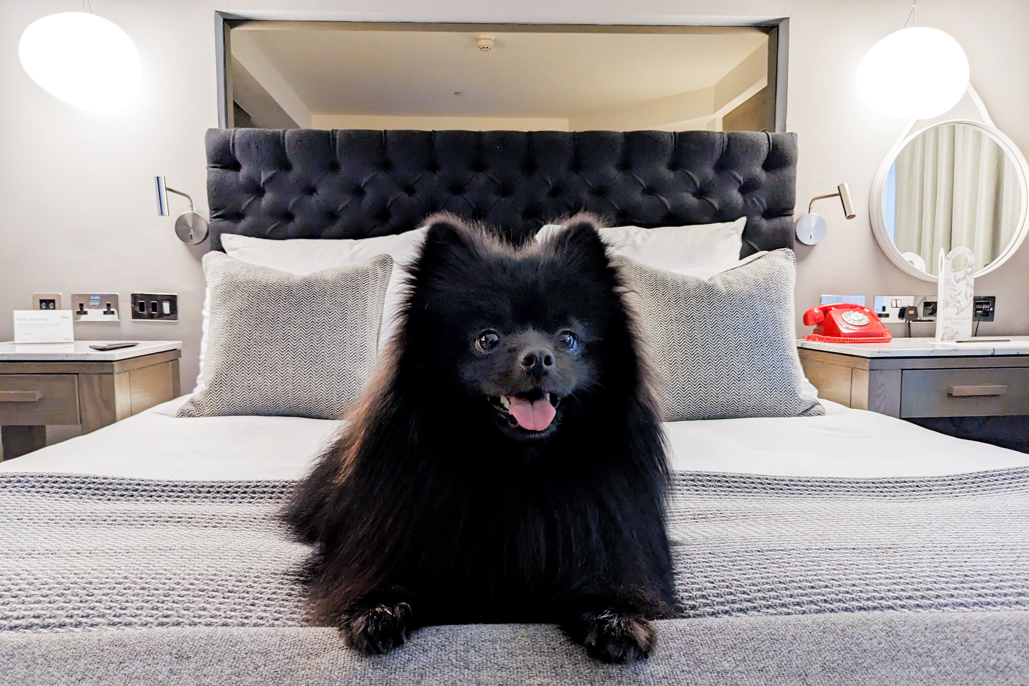 A Packing List for a Dog-Friendly Hotel Stay