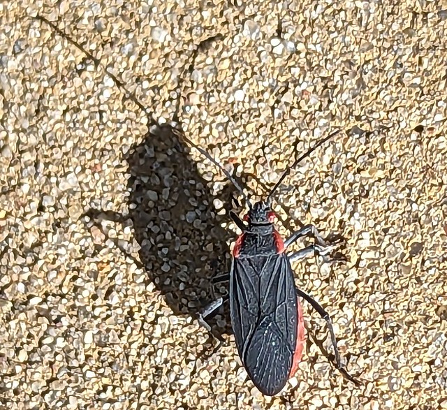 bug on concrete, with shadow
