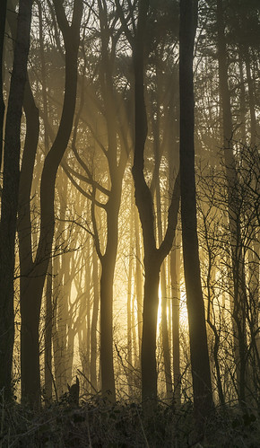 landscape derbyshire peakdistrict whitepeak bakewell haddonestate haddonplantation trees goldenhour sunrise silhouette