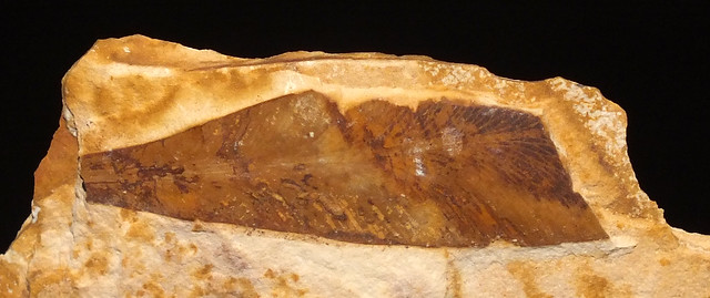 Seed fern (†Glossopteris browniana) young leaf fossil