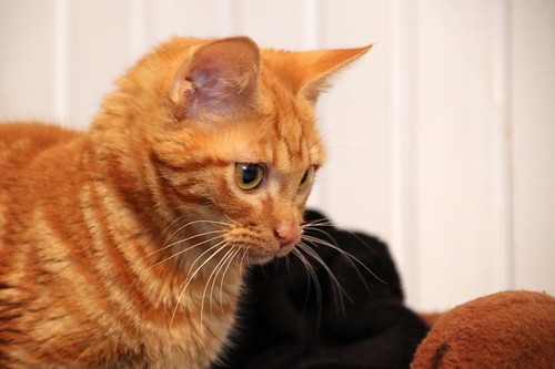 Mushu, gatito rubio guapo y muy sociable esterilizado, nacido en Septiembre´22, en adopción. Valencia. ADOPTADO. 52676994628_28ce8feab6