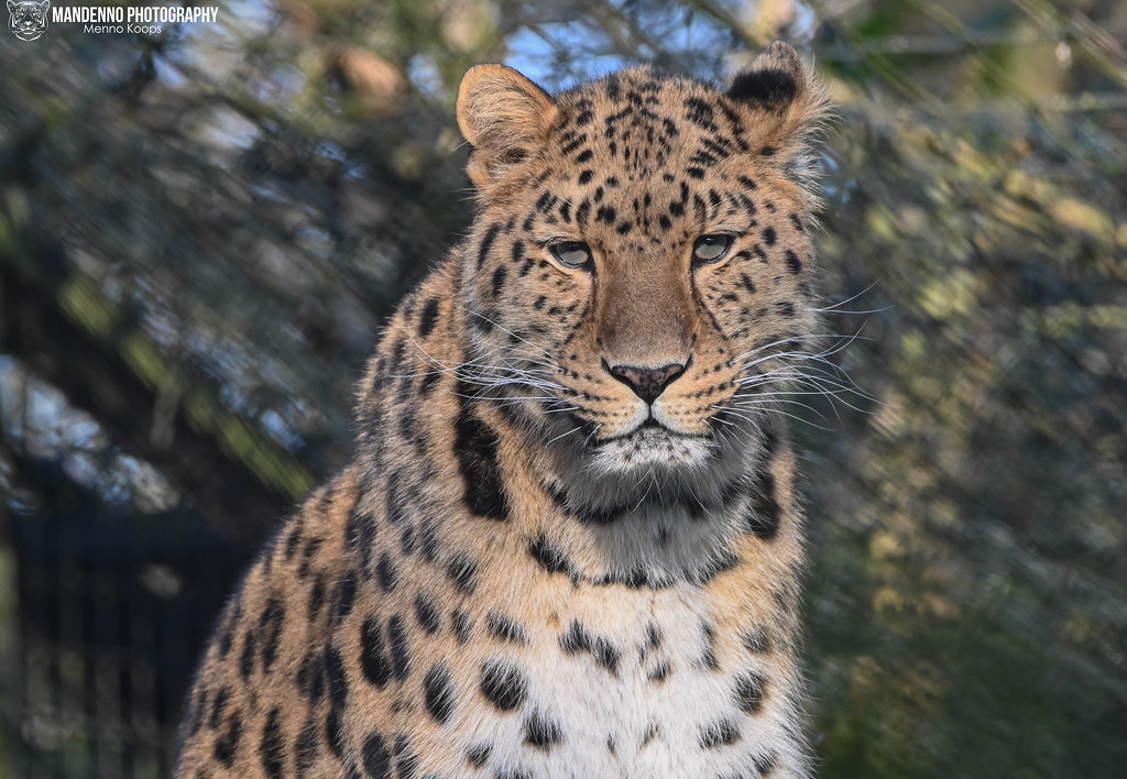 Amur leopard - Diergaarde blijdorp