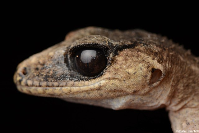 Chameleon Gecko (Carphodactylus laevis).