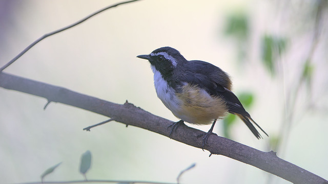 White-throated robin-chat, Cossypha humeralis, around the house in Raptors View Wildlife Estate, Limpopo, South Africa a few days ago when it was drizzling, so not great light.