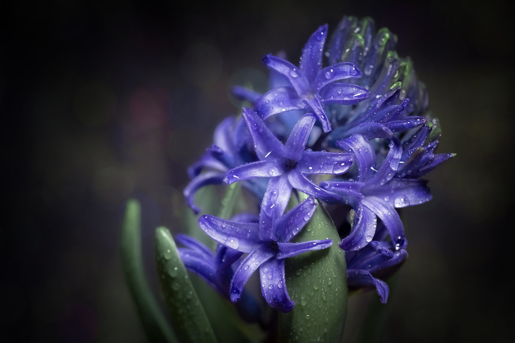 Mystery hyacinth