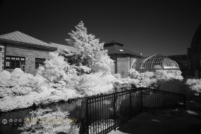 Anna Scripps Whitcomb Conservatory in Infrared