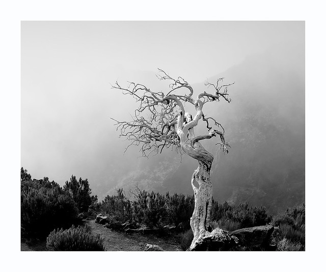 The Dead Tree of Pico Ruivo
