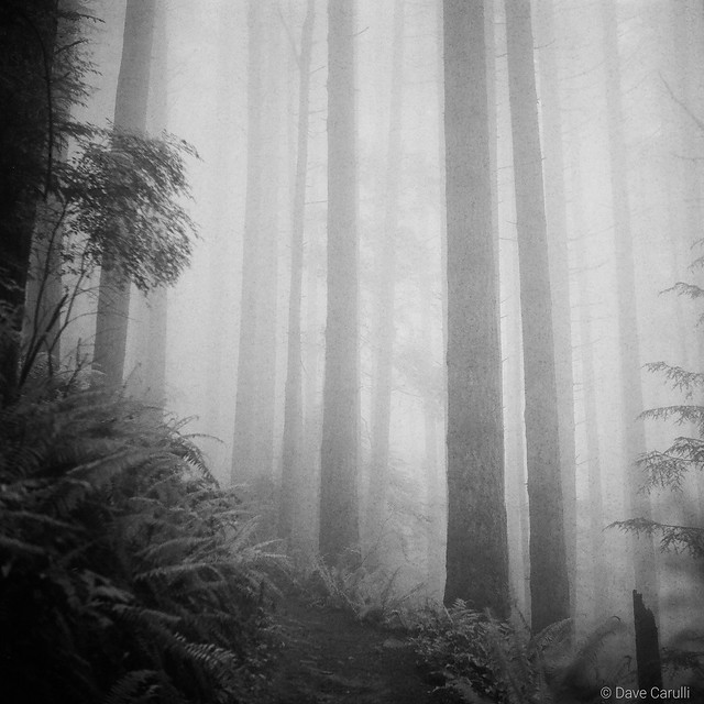 Foggy PNW Forest, Chuckanut, WA