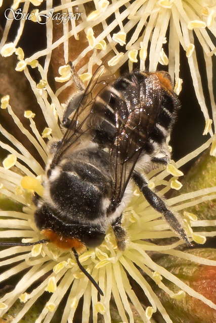 Megachile subgenus Eutricharaea