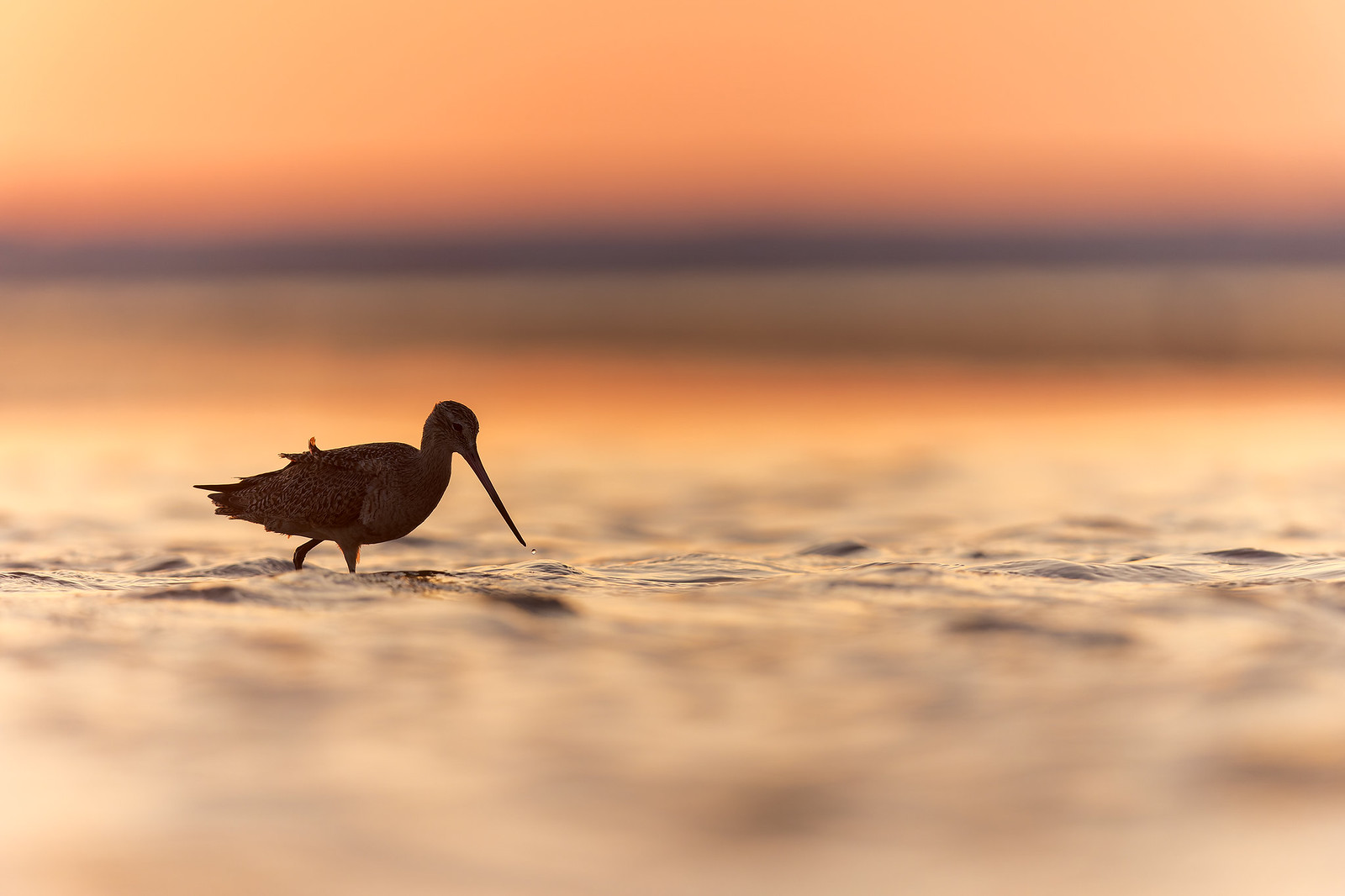 Limosa fedoa | Marbled Godwit | präriespov