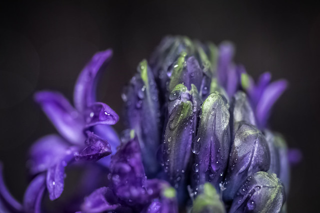 Mystery hyacint-macro