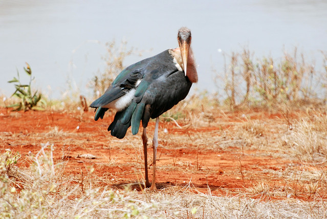 Marabou Stork  jpg
