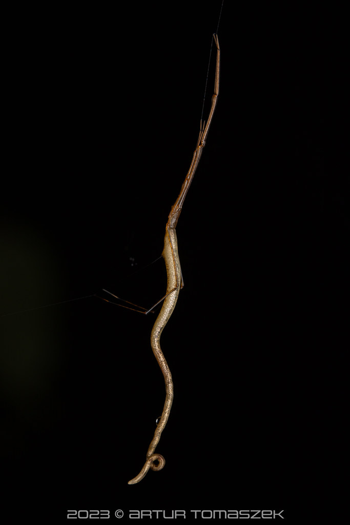 Ariamnes sp. | Inglourious Reptiles | Flickr