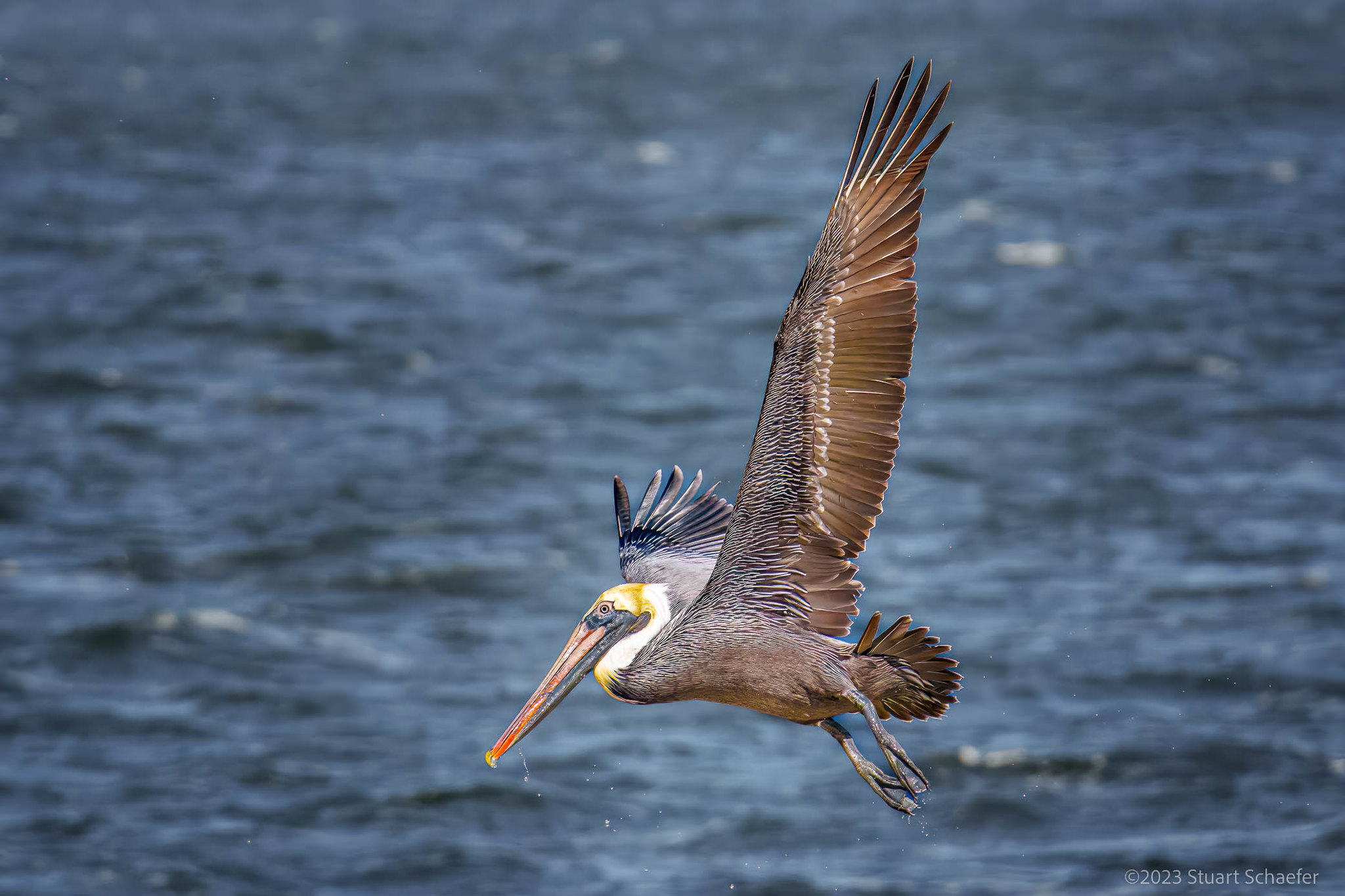 Brown Pelican Fly Over The Bay