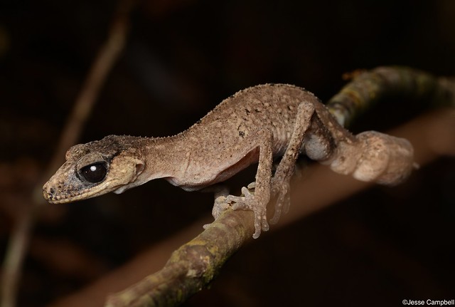 Chameleon Gecko (Carphodactylus laevis).