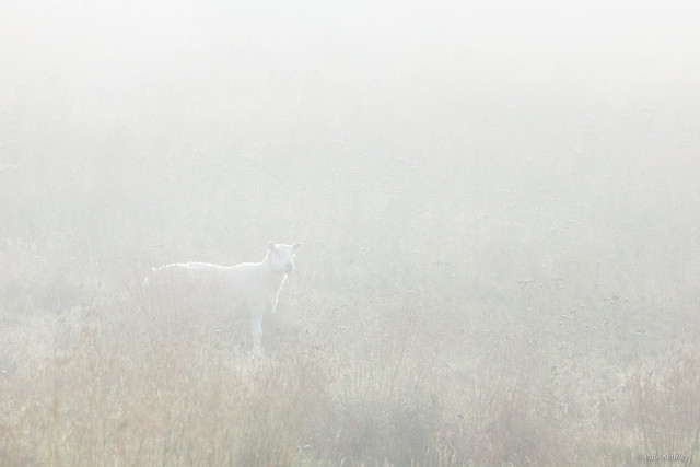 Sheep In The Morning Mist