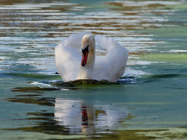 Mute Swan (m)