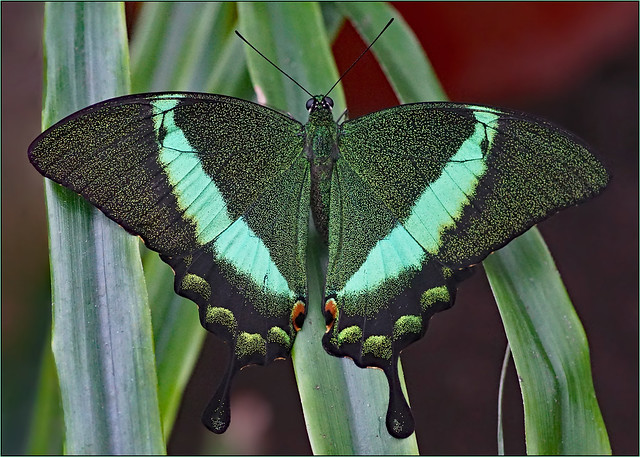 Green-banded peacock, too emerald swallowtail