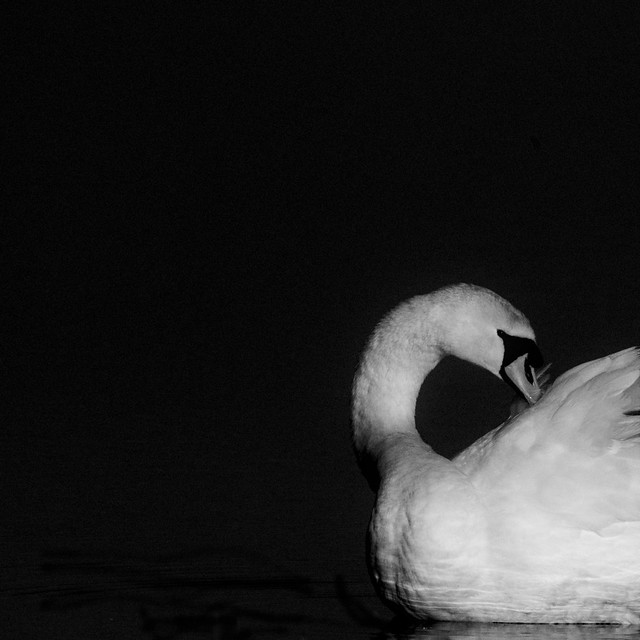 Poetry of the swan