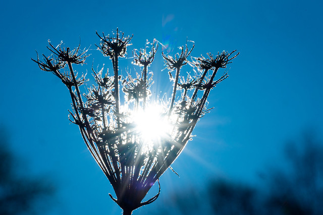 The sun and the frozen, withered plant