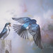 Tree Swallows taking flight