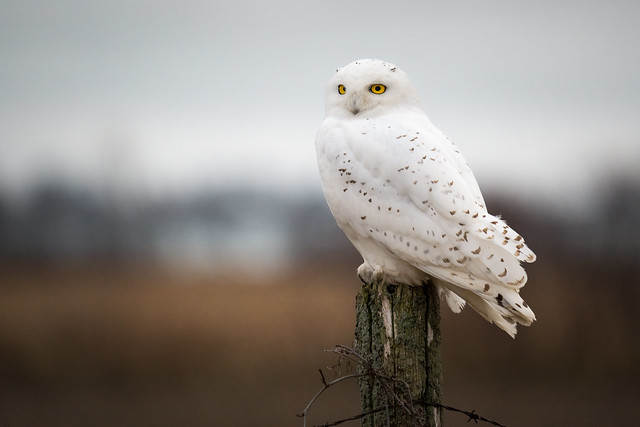 Snowy Owl (m)