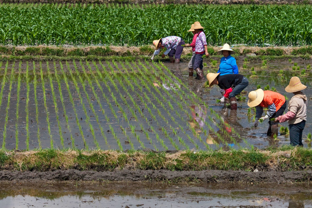 雲南大理的水稻田。 圖片來源：Madeleine Jettre / Alamy