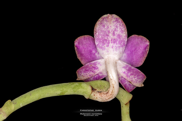 Phalaenopsis marriottiana