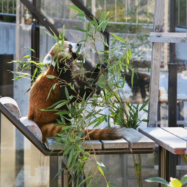 ✪東山動物園…レッサーパンダお食事中 -名古屋市千種区-