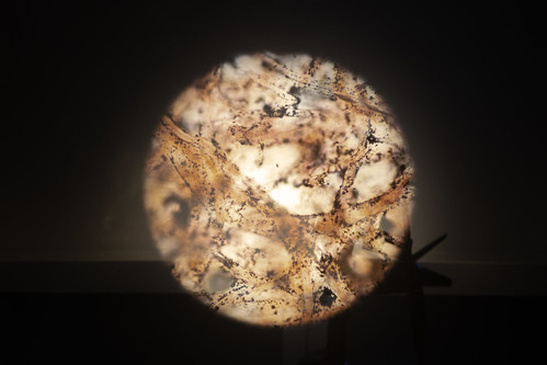 Exposición: "Reazione Nera. Cajal y el impulso nervioso de la fotografía"