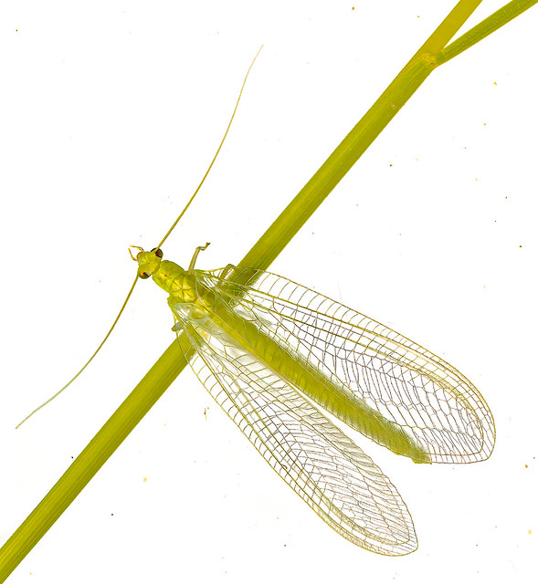 Simply Lacewing