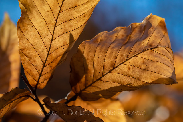 Beech Leaves in Michigan