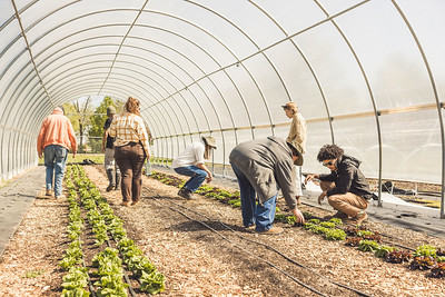 Farm School students work in a high tunnell.