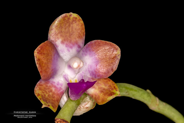 Phalaenopsis marriottiana
