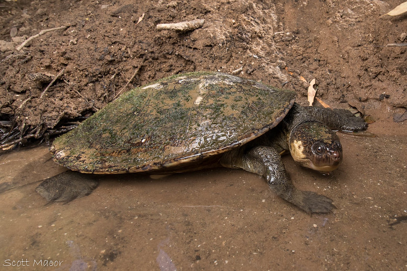 Gulf snapping turtle (Elseya lavarackorum)