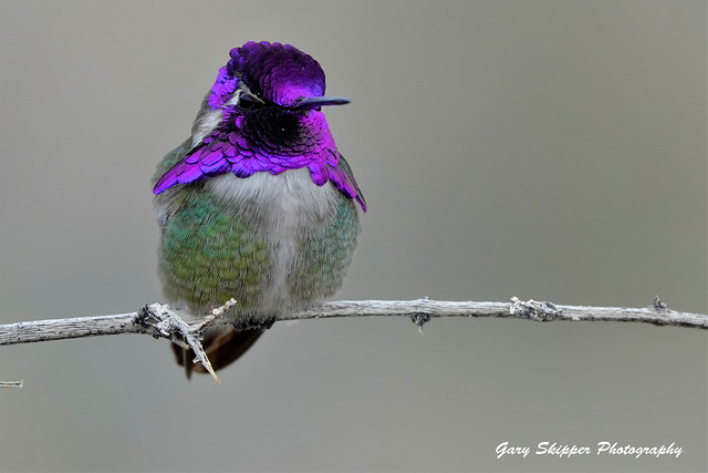 Beautiful Costa's hummingbird has got it and flaunts it! Anza Borrego Desert state park