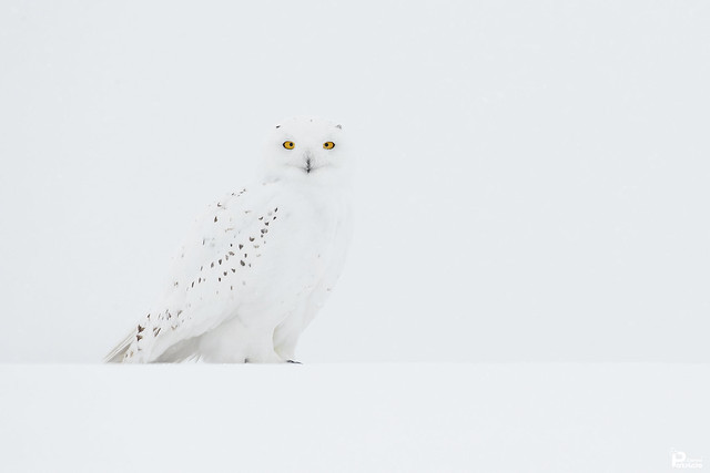 CORUJA-DAS-NEVES | SNOWY OWL (Bubo scandiacus)