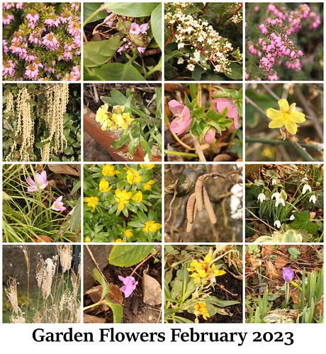 Garden Flowers February 2023 2