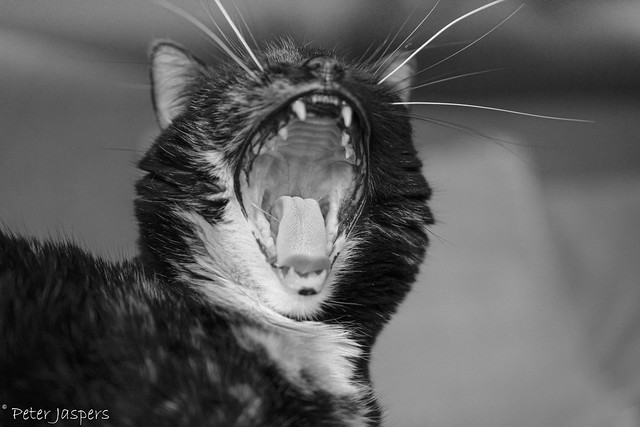 Cats yawn because they realize that there’s nothing to do