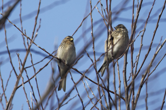 Twite and Linnet