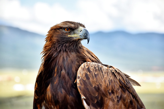 golden Eagle,  Mongolia