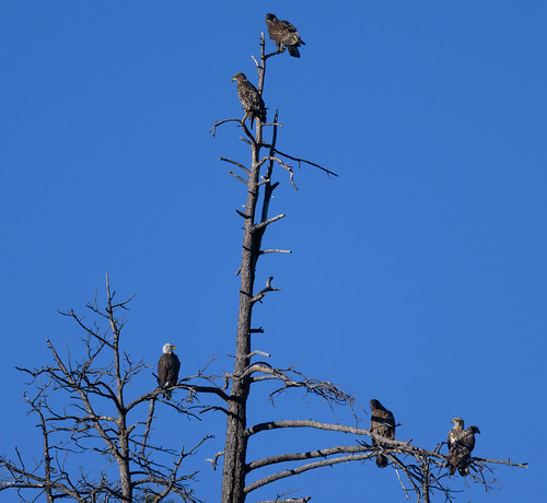 6_bald_eagles_in_a_tree-20230210-100