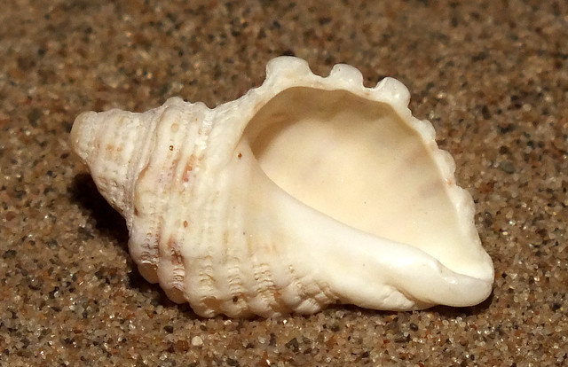 Cart-rut rock snail (Dicathais orbita) juvenile under side