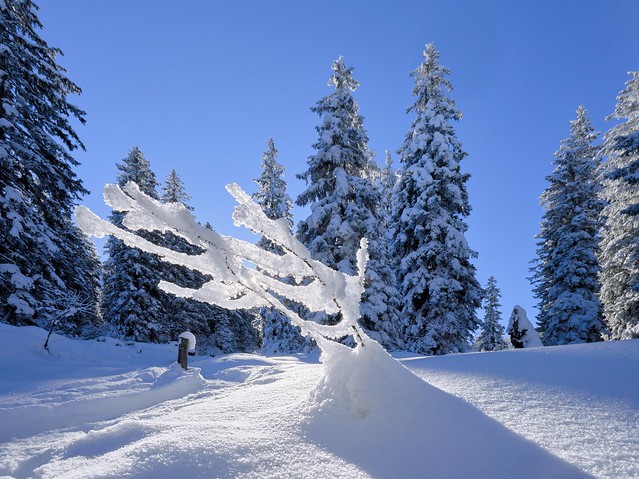 Wonderful Snow Art